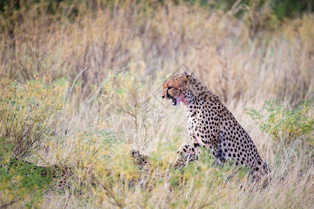 猎豹在草地中央吃食一只猎豹在草地中间吃食速度国民预订图片
