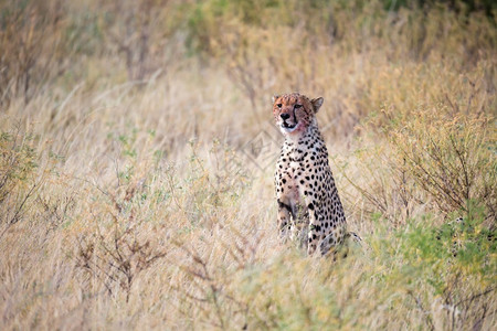 猫马拉猎豹在草地中央吃食一只猎豹在草地中间吃食猎人图片