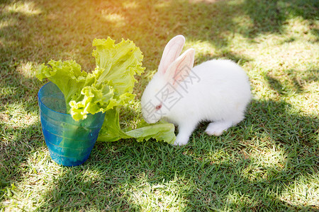 兔子吃生菜图片