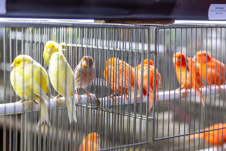 自然鸟舍爱情笼子里的小型彩色装饰鸟图片