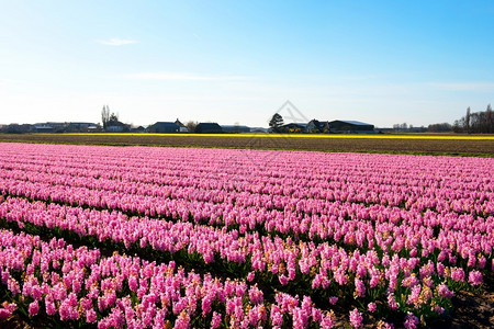 种植的盛开荷兰利斯镇附近Hyacinths的一个田野令人惊叹的图片