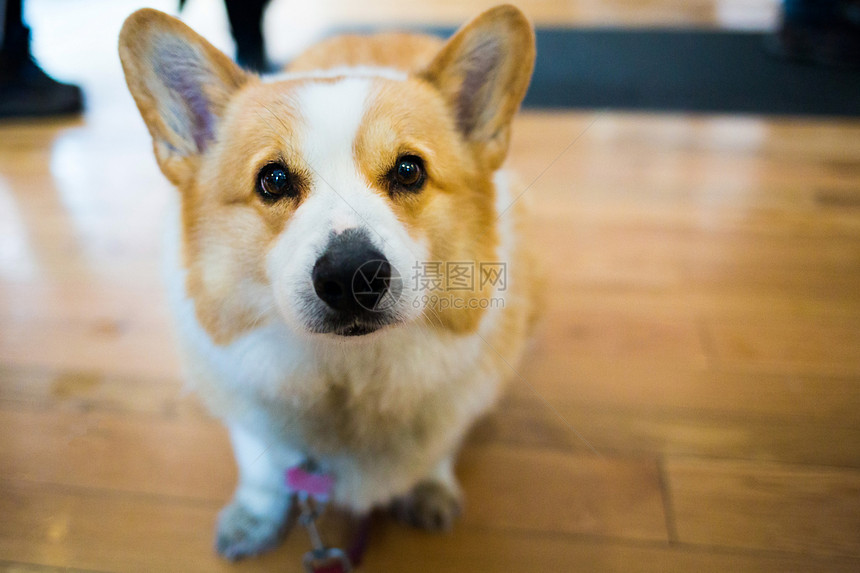 患病的关闭可爱柯基犬独自看着相机关闭可爱的柯基犬看着相机关闭可爱的柯基犬看着相机孤独品种图片