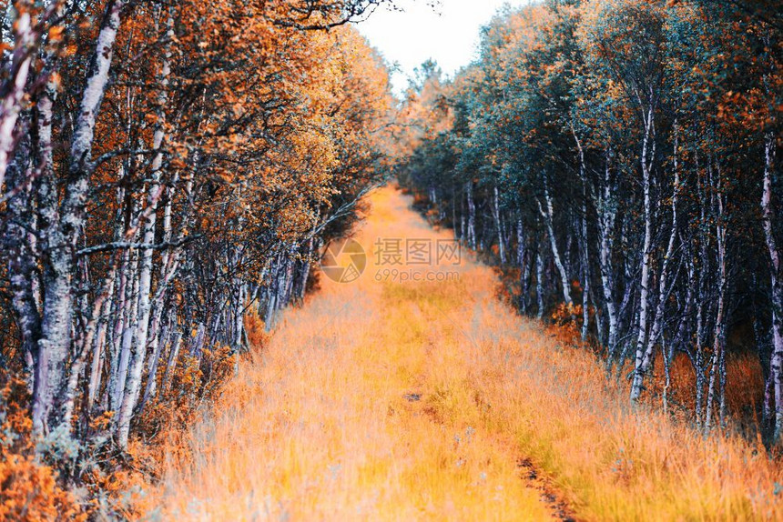 橙北森林秋天路径风景背高清森林秋天路径风景背北方图片