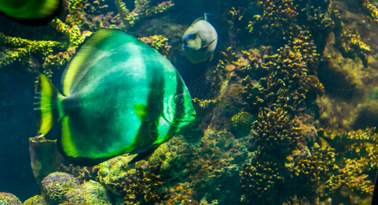 紧闭一只大白天使鱼黑色条纹和黄鳍巨大的水族馆宠物在中游泳热带鱼类黄色的生活水下背景图片