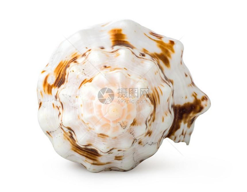 在白色背景上孤立的shell前方视图Forestofshell生活空的甲壳类动物图片