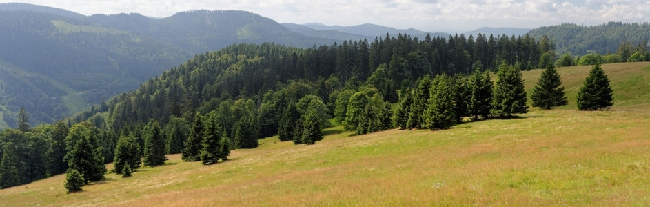 德国施瓦兹尔Feldberg山坡上的图片树林宽松多山图片