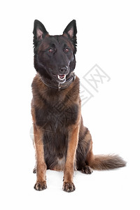 保护比利时Shepherd狗比利时Shepherd狗坐着白背景被孤立听话头发背景图片