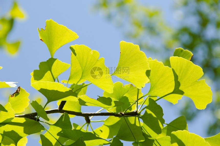 郁葱药品银果叶树上有金果的叶子阳光照亮背景是蓝天空美丽图片