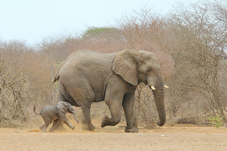 婴儿日落大象维持生命巨大的图片
