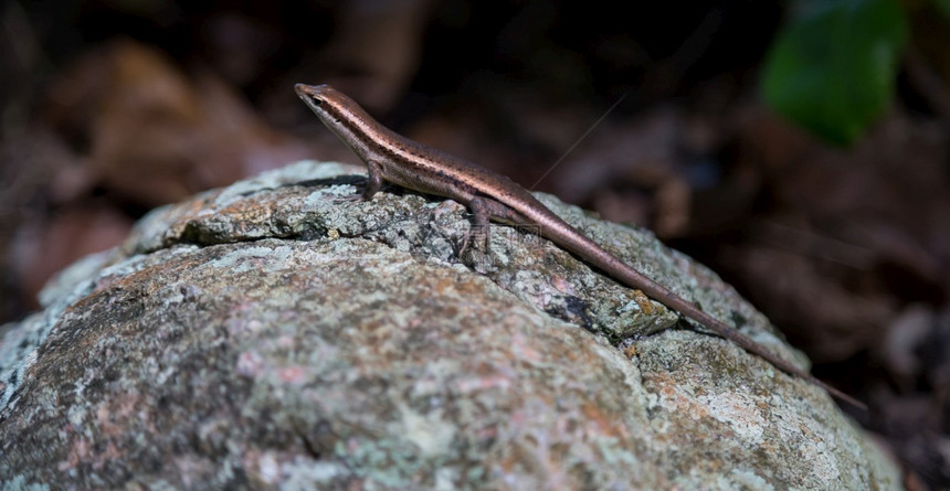小蜥蜴在石头上颜色美丽的小蜥蜴日光浴尾巴自然图片