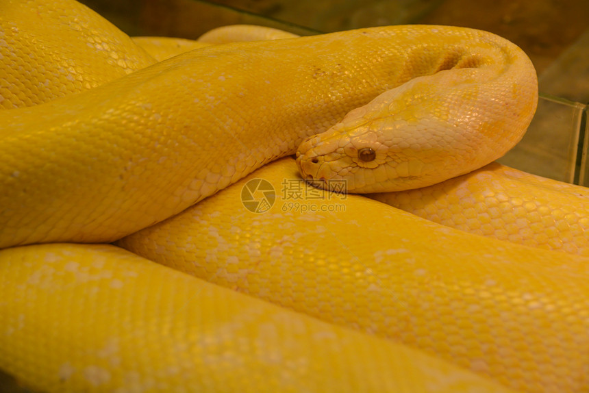 关闭金黄蛇危险爬虫学黑色的动物图片