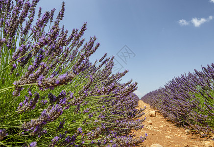 阳光草本植物新鲜的法国普罗旺斯夏季淡紫草原图片