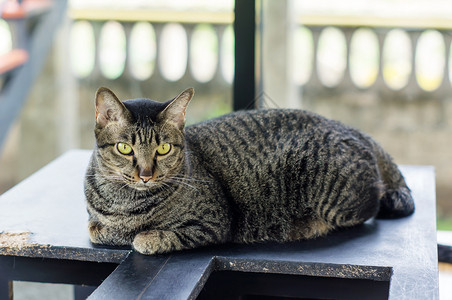 晶须灰色条纹猫软焦点虎斑有条纹的高清图片