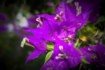作品浪漫的紫花艺术成份数字彩画效果紫花艺术成品植物学图片
