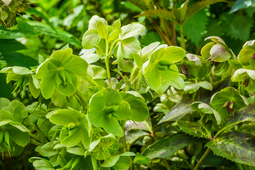 玫瑰关闭Hellebore工厂来自欧亚的常青植物为花园流行种植的装饰花朵院子多年生图片