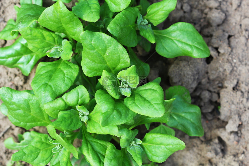 膨胀Tetragoniatetragonioides生长在花园里的新西兰菠菜Tetragoniatetragonioides生长图片