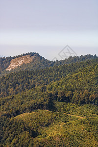 绿色夏天草地罗马尼亚比霍尔高山草原的美丽自然和青山林地绿景观背景图片