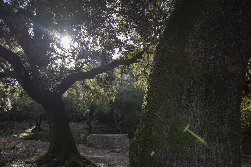 在西班牙马洛卡市Lluc的阳光下绿十字在树上出现绿光十字从阳下出现在树上卢克植被历史图片