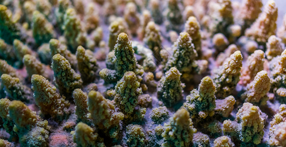 珊瑚群海洋生物背景的大型闭合地质珊瑚物种殖民地海洋生物背景动群礁图片