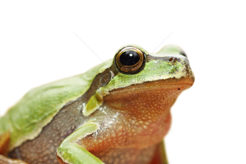 野生动物青蛙图片