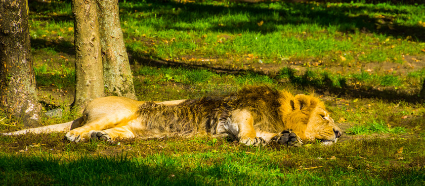 休息一只睡在草地上的亚裔雄狮子近身来自印度的濒危动物种受欢迎的热带图片