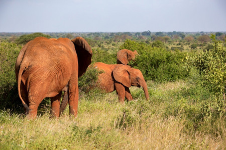 象牙野生动物自然红象家族在灌木丛之间行走红象家族在灌木丛之间行走图片