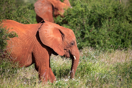 巨大的自然红象家族在灌木丛之间行走红象家族在灌木丛之间行走红色的图片