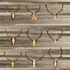 优质的鹿角安装木材墙壁背景上的红鹿头骨图片