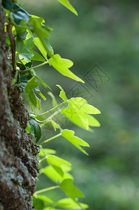 叶子向量在植物天然背景上攀爬的长春树叶近距离接抽象的图片