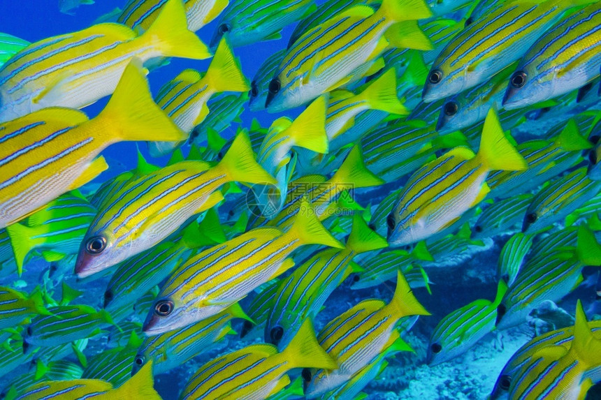 蓝条纹鲷鱼Lutjanuskasmira北阿里环礁马尔代夫印度洋亚洲AlbertoCarrera水下生物学印度人图片