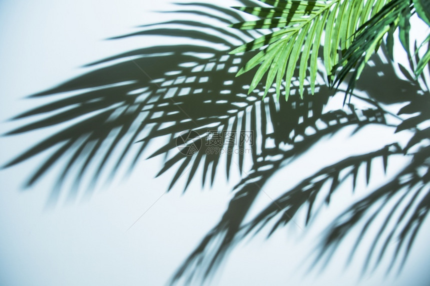 叶子新鲜的分支热带棕榈树叶阴影蓝色背景图片
