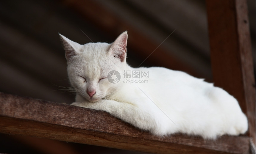 美丽的白猫肖像独特波斯语图片