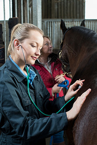 垂直的听诊器向稳定马匹提供医疗Exacam关怀图片