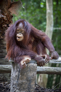 生活关闭婆罗洲猩的全身和脸濒危女图片