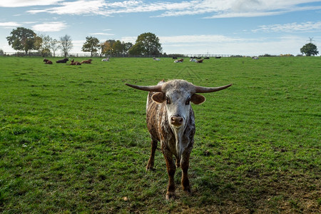 棕色白斑牛群在草原上年轻的牛肉草地家畜宽的田园诗般图片