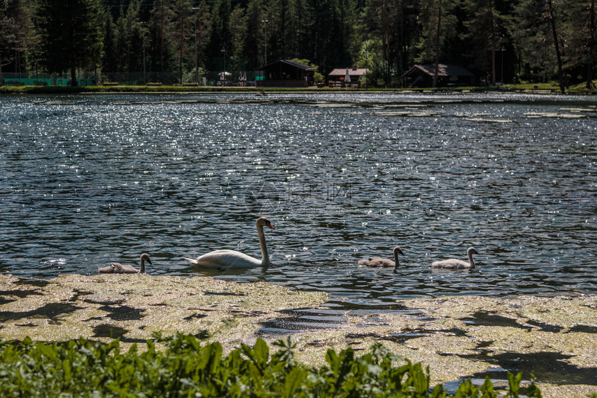 夏天意大利多洛米人阿尔卑斯天鹅和灰鸭子在意大利阿尔卑斯山脉附近Mosigo湖内的白天鹅和灰鸭子年轻的高山图片
