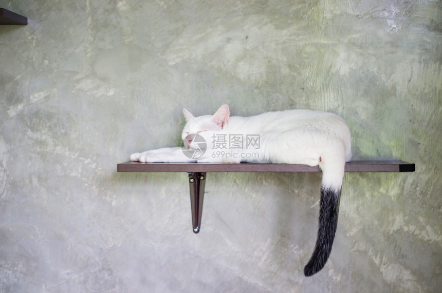 毛皮甜的可爱黑白猫软焦点灰色的图片