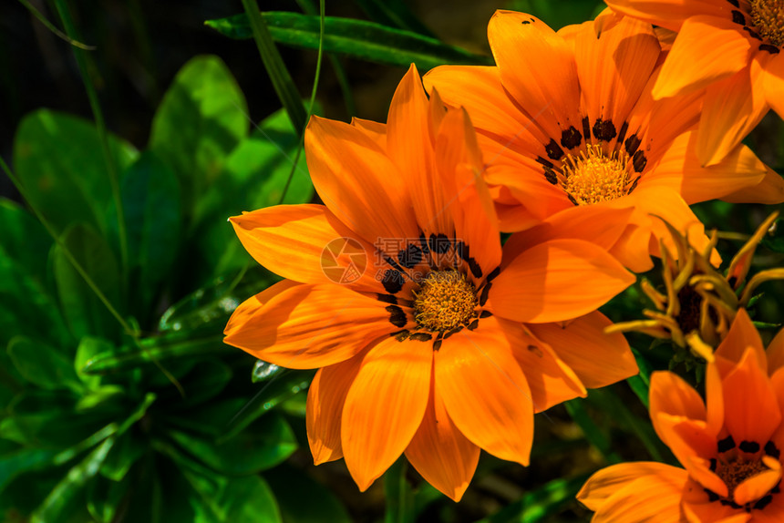 有色紧闭的橙珍藏花朵来自非洲的热带植物品种自然背景流行观赏花园卉非洲人明亮的图片