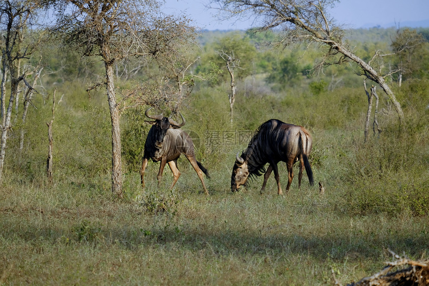 草原萨凡纳两个非洲野生动物互相测量对方喇叭图片