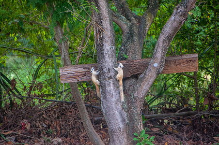 紧粘在公园一棵树边的稀有白松鼠可爱的东卡罗莱纳图片