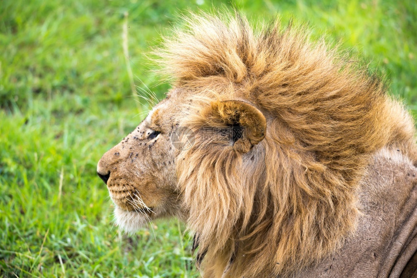 环境肯尼亚稀树草原上一头狮子的面孔肯尼亚稀树草原上一头狮子的面孔黑豹捕食者图片