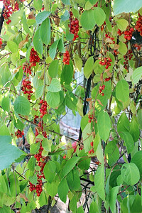 园艺产品有很多红的成熟草原大量的红成熟草树枝在花园里挂着农业图片