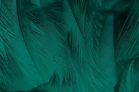 青色羽毛孔雀美丽的深绿色长青古年颜色趋势羽毛纹理背景优质的奢华背景