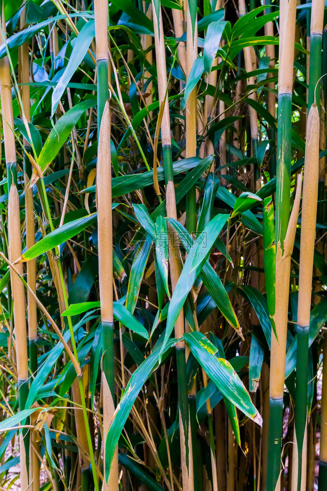 澳大利亚竹子在型封闭自然背景中射杀日本森林芽新鲜的图片
