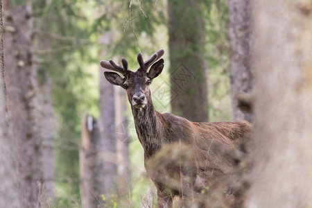荒野打猎脸可爱好奇的野马鹿Cervuselaphus图片