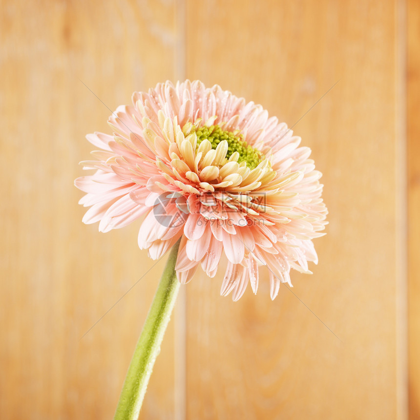 粉红色非洲菊图片