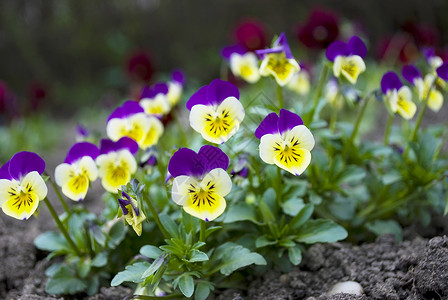 威特罗基亚纳喜悦植物群春天花园里美丽的中提琴三色堇花和平背景