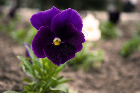 威特罗基亚纳紫色充满活力春天花园里美丽的中提琴三色堇花愉快背景