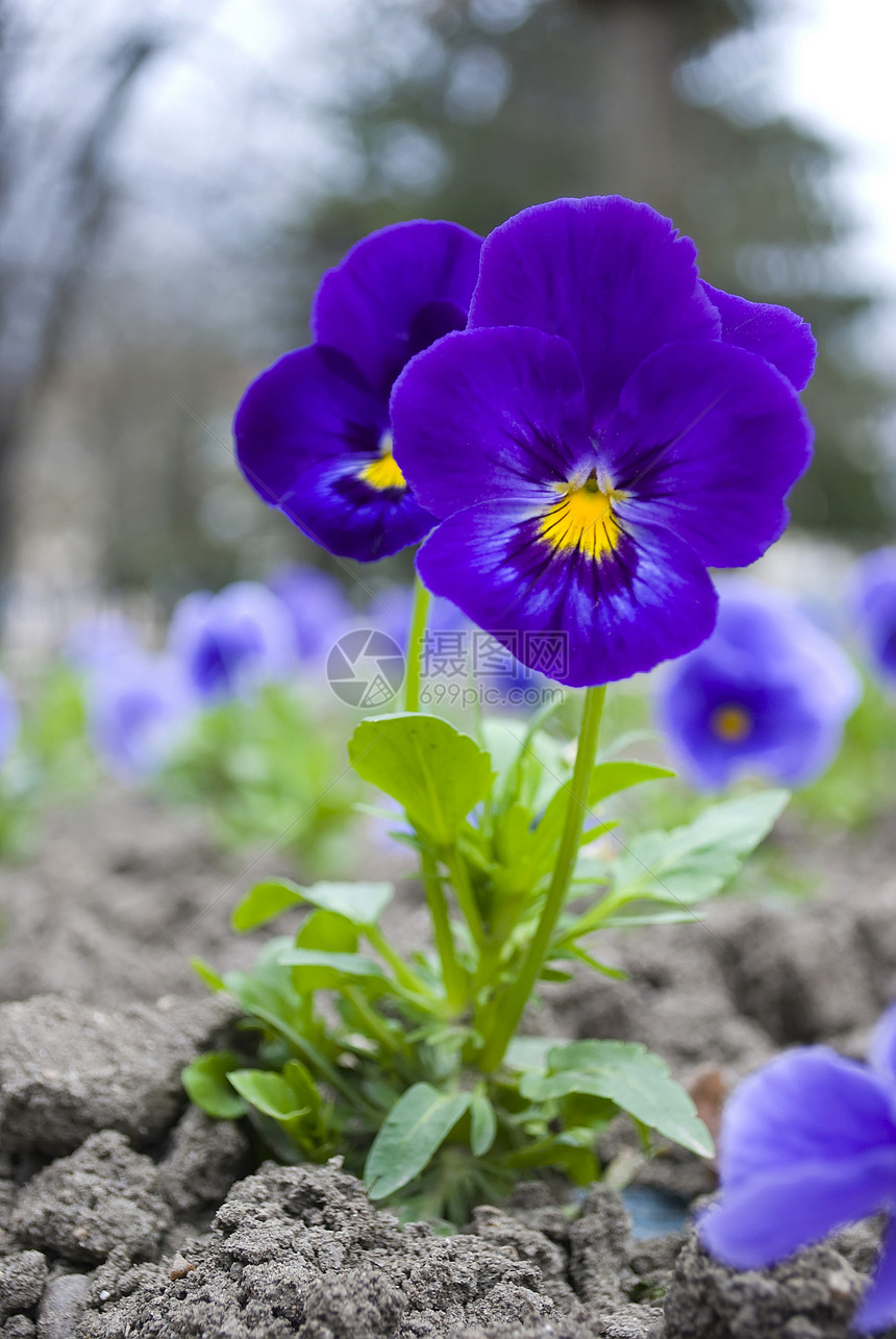 绿色植物季节春天花园里美丽的中提琴三色堇花图片