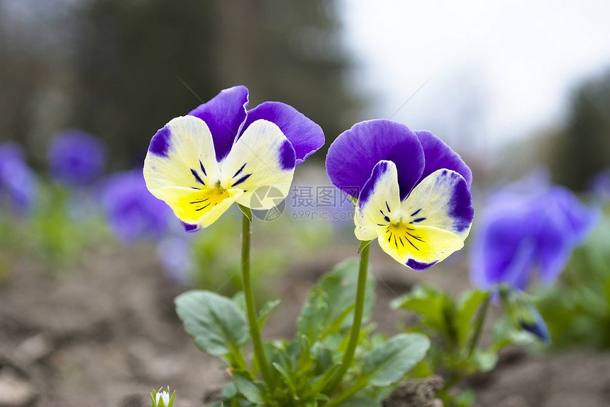 春天花园里美丽的中提琴三色堇花植物夏天愉快图片